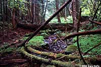 Cascade Torrent Salamander habitat