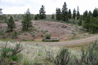 Central Long-toed Salamander Habitat