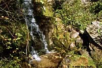 Idaho Giant Salamander habitat