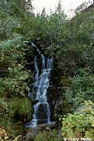 Idaho Giant Salamander habitat