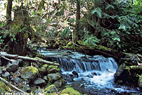 Cope's Giant Salamander habitat