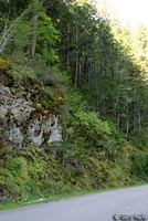 Del Norte Salamander habitat