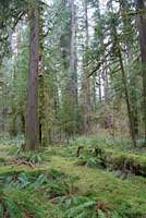 Oregon Ensatina habitat