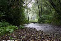 Columbia Torrent Salamander habitat