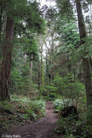 Western Red-backed Salamander habitat
