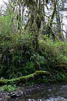 Columbia Torrent Salamander habitat