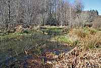 Rough-skinned Newt habitat