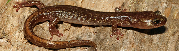 Clouded Salamander