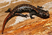 Clouded Salamander