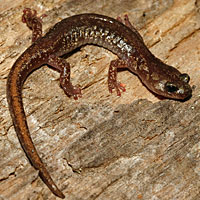 Clouded Salamander