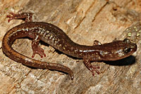 Clouded Salamander