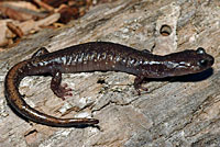 Clouded Salamander