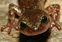 Clouded Salamander