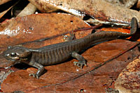 Northwestern Salamander