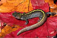 Central Long-toed Salamander