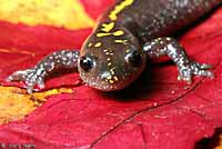 Central Long-toed Salamander