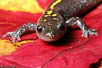 Central Long-toed Salamander