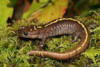 Central Long-toed Salamander