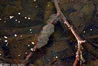 Western Long-toed Salamander eggs
