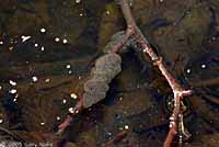 Western Long-toed Salamander eggs