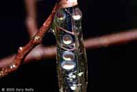 Western Long-toed Salamander eggs