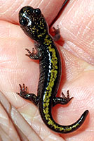 Central Long-toed Salamander Young