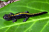 Central Long-toed Salamander Young