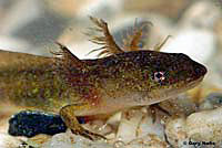 Central Long-toed Salamander Larva