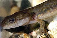 Central Long-toed Salamander Larva