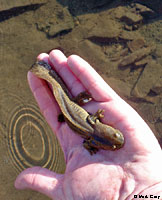 Blotched Tiger Salamander