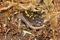 An adult Central Long-toed Salamander eats an earthworm.