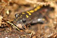 An adult Central Long-toed Salamander eats an earthworm.