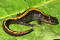 Central Long-toed Salamander