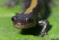 Central Long-toed Salamander