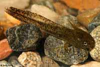 Central Long-toed Salamander Larva