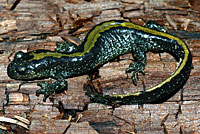 Central Long-toed Salamander