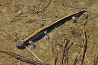 Central Long-toed Salamander