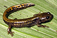 Central Long-toed Salamander