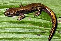 Central Long-toed Salamander