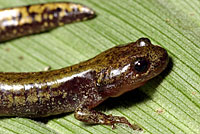 Central Long-toed Salamander