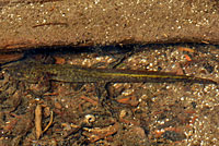 Central Long-toed Salamander