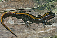 Western Long-toed Salamander
