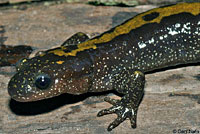 Western Long-toed Salamander