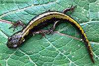 Central Long-toed Salamander