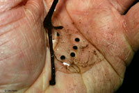 Western Long-toed Salamander eggs