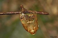 Western Long-toed Salamander eggs