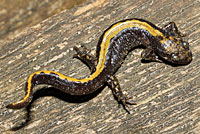 Western Long-toed Salamander