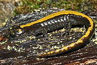 Western Long-toed Salamander