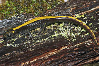 Western Long-toed Salamander