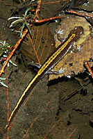 Western Long-toed Salamander